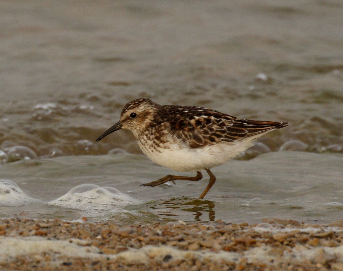 Least Sandpiper - ML639205383