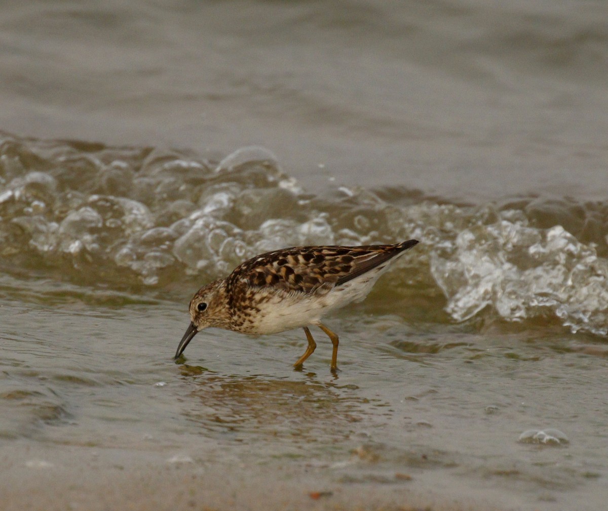 Least Sandpiper - ML639205384