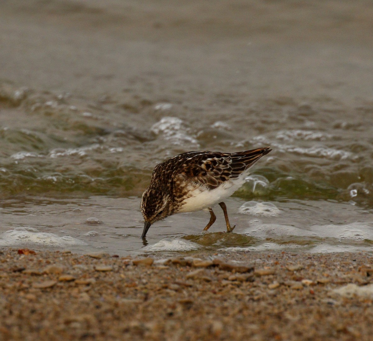 Least Sandpiper - ML639205385