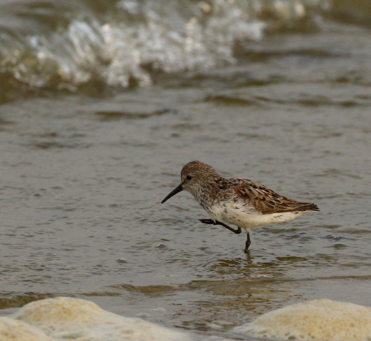Western Sandpiper - ML639205399