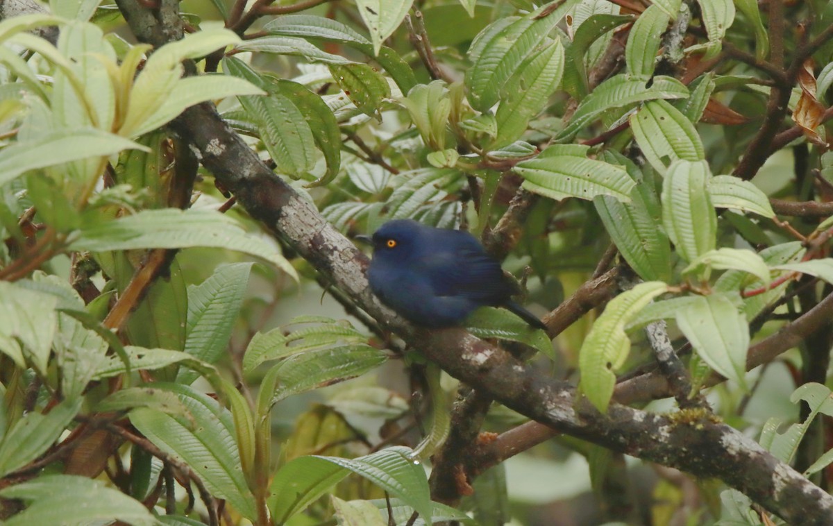 Deep-blue Flowerpiercer - ML639205402