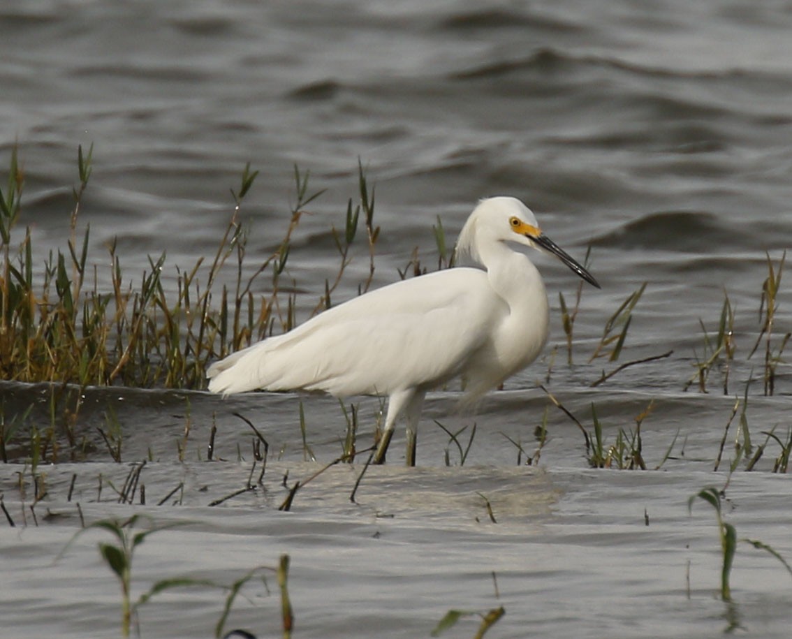 Snowy Egret - ML639205414