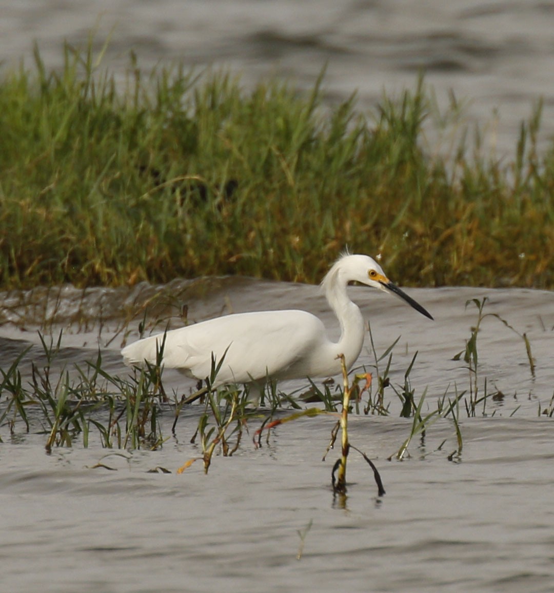 Snowy Egret - ML639205415