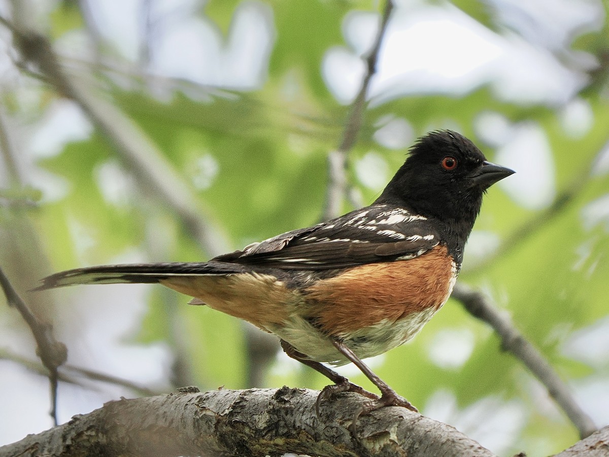 Spotted Towhee - ML639205416