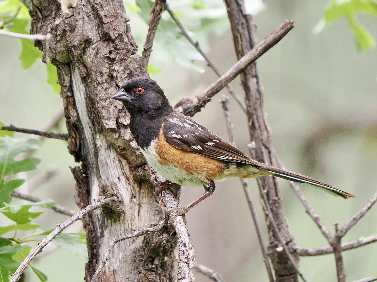 Spotted Towhee - ML639205417