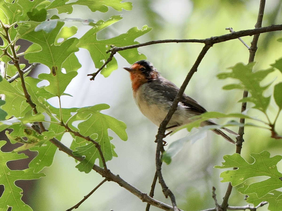 Red-faced Warbler - ML639205431