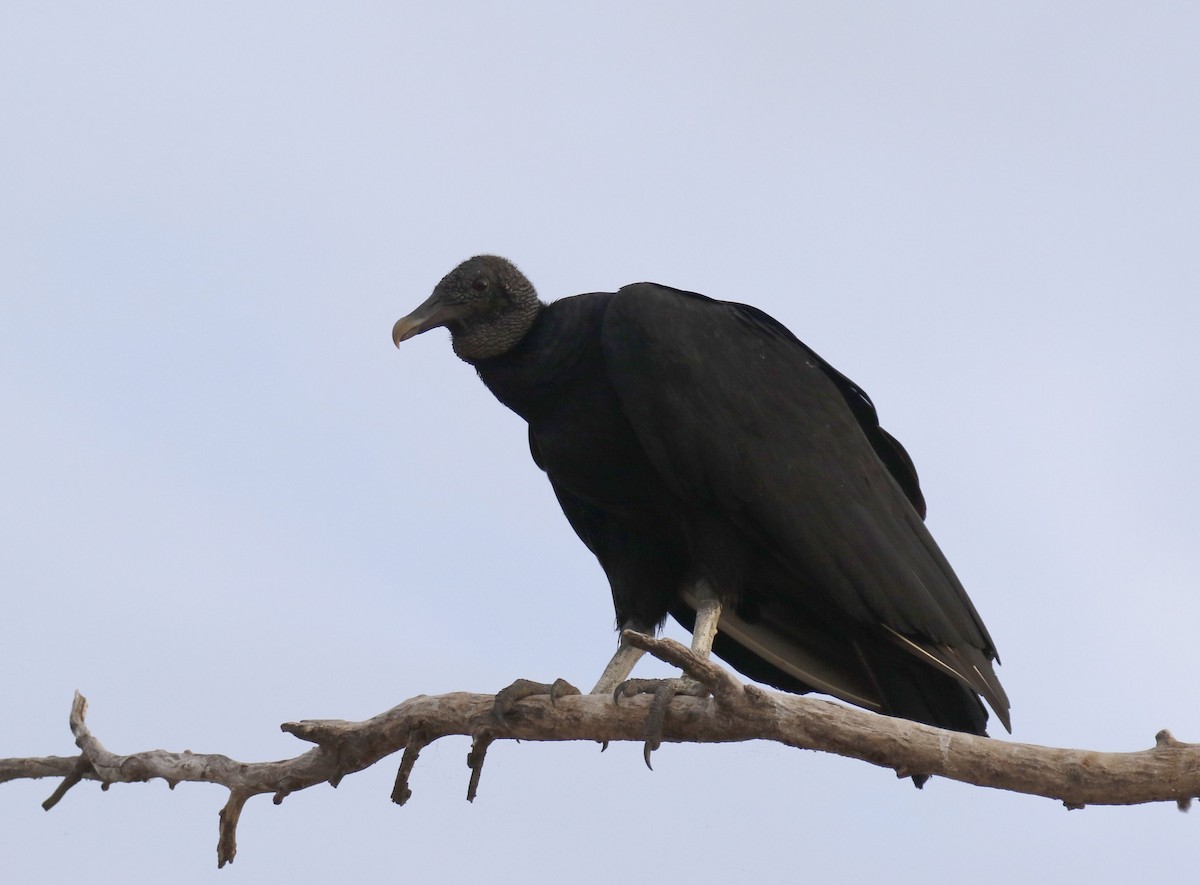 Black Vulture - ML639205433