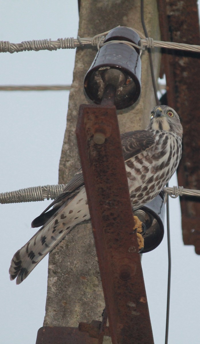 Shikra - ML639205438