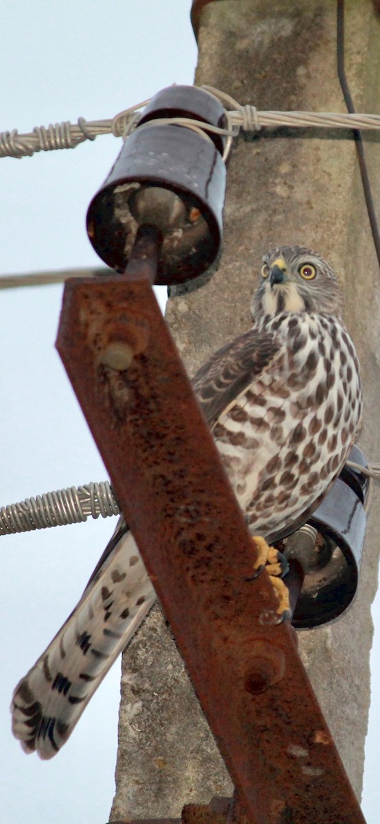 Shikra - ML639205439