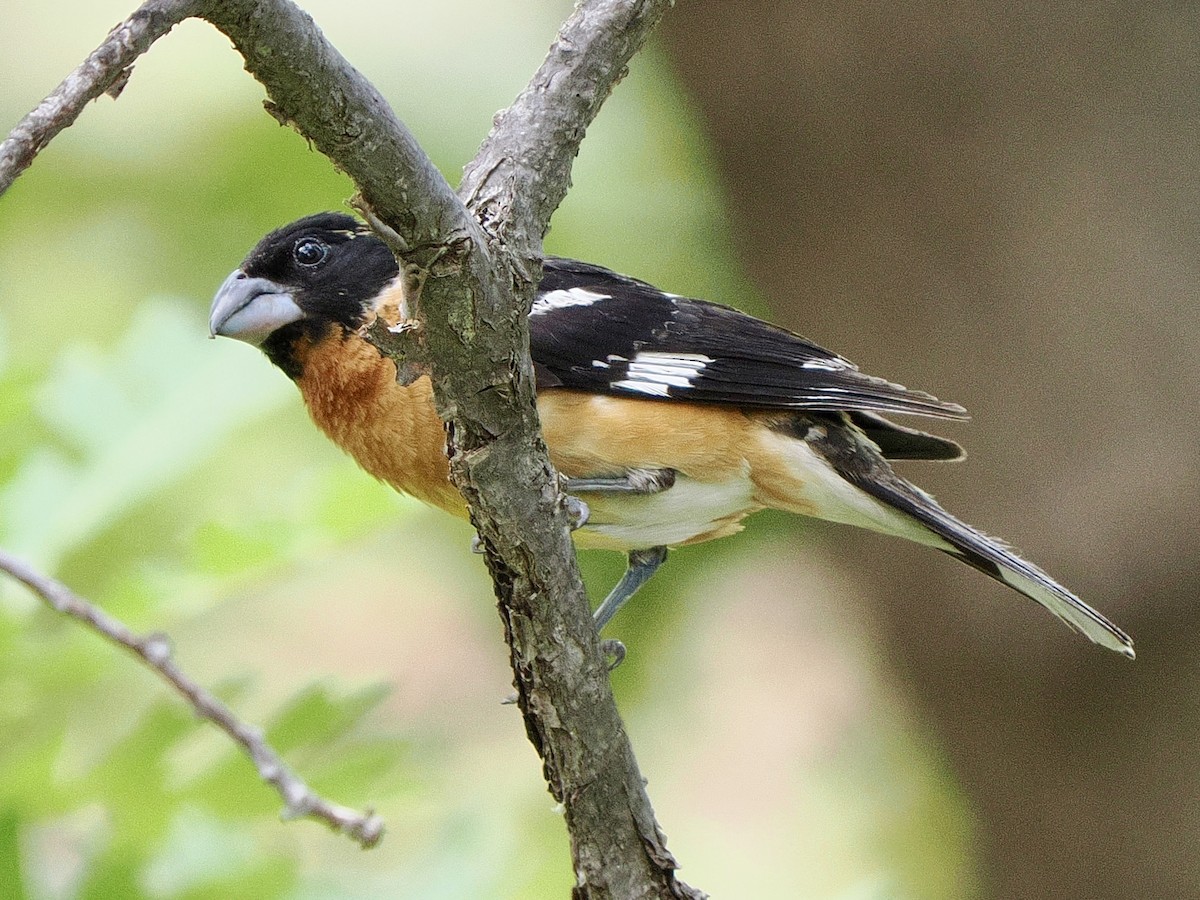 Black-headed Grosbeak - ML639205450