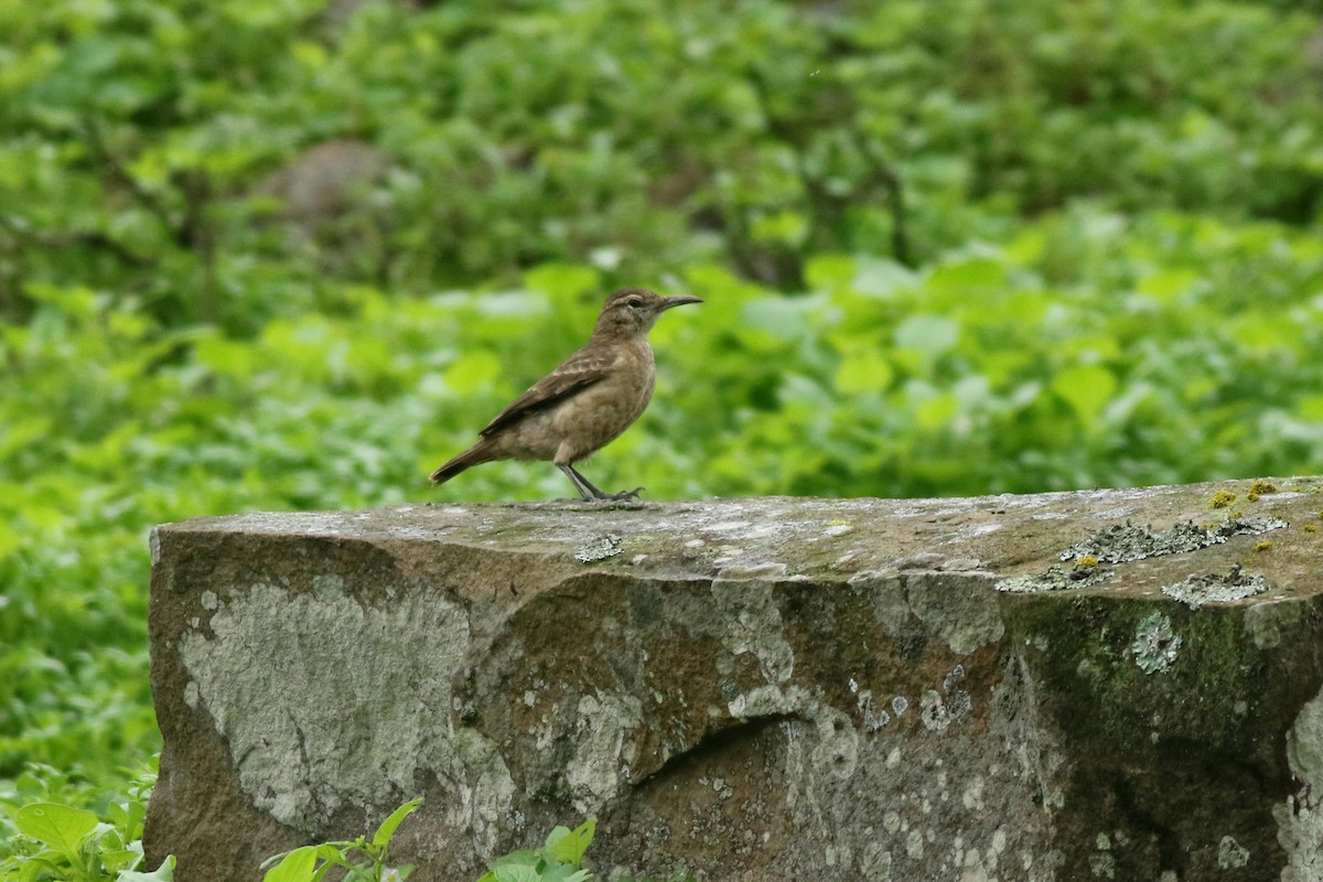 Thick-billed Miner - ML639205477
