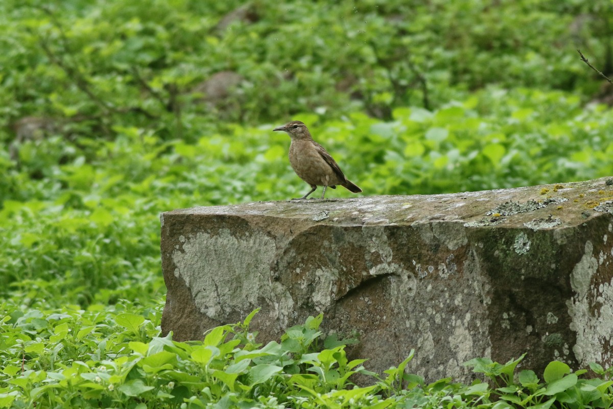 Thick-billed Miner - ML639205478