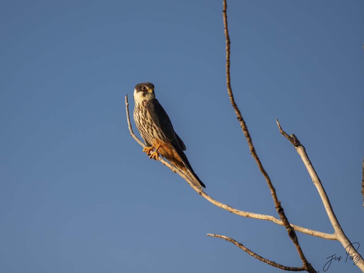 Eurasian Hobby - ML639205503