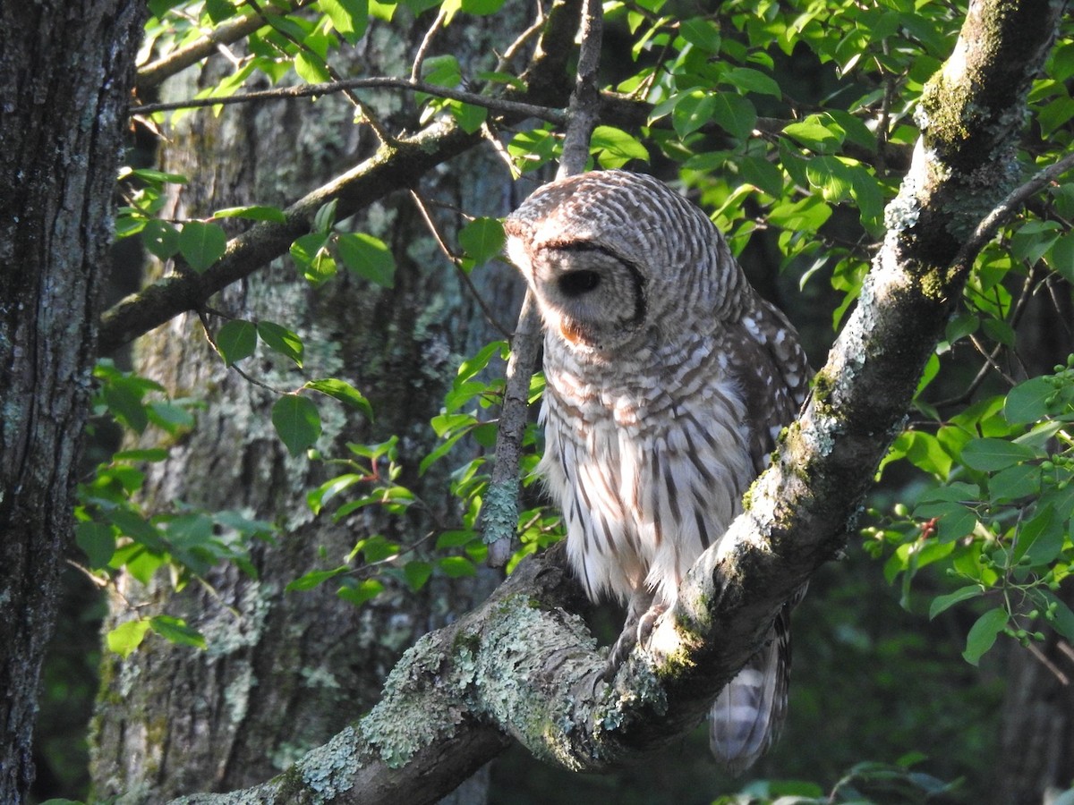 Barred Owl - ML639205521