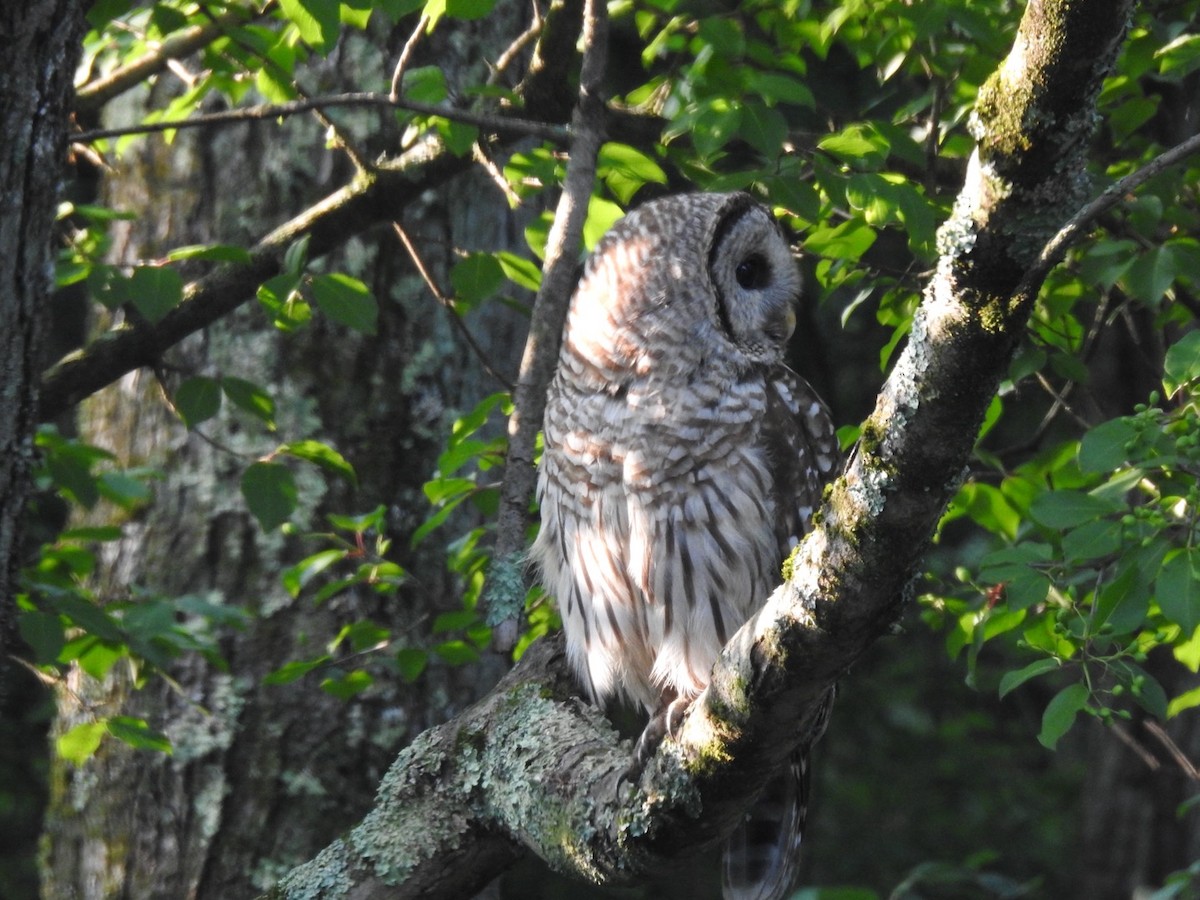 Barred Owl - ML639205522