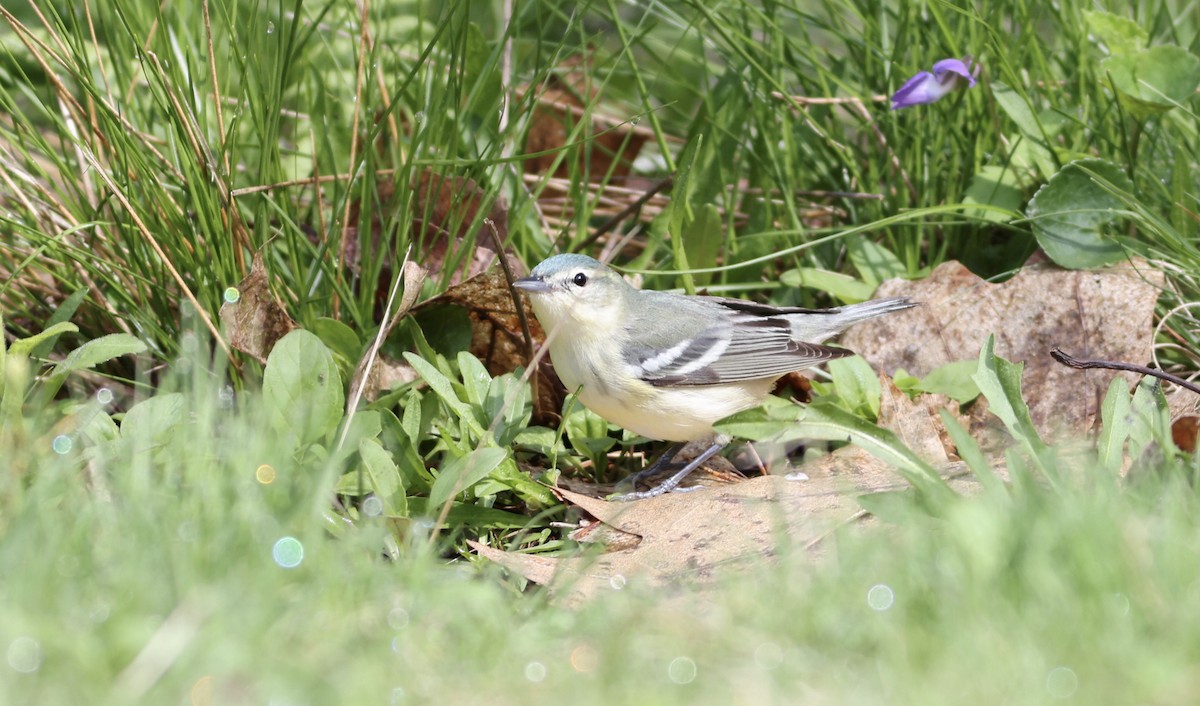 Cerulean Warbler - ML639205544