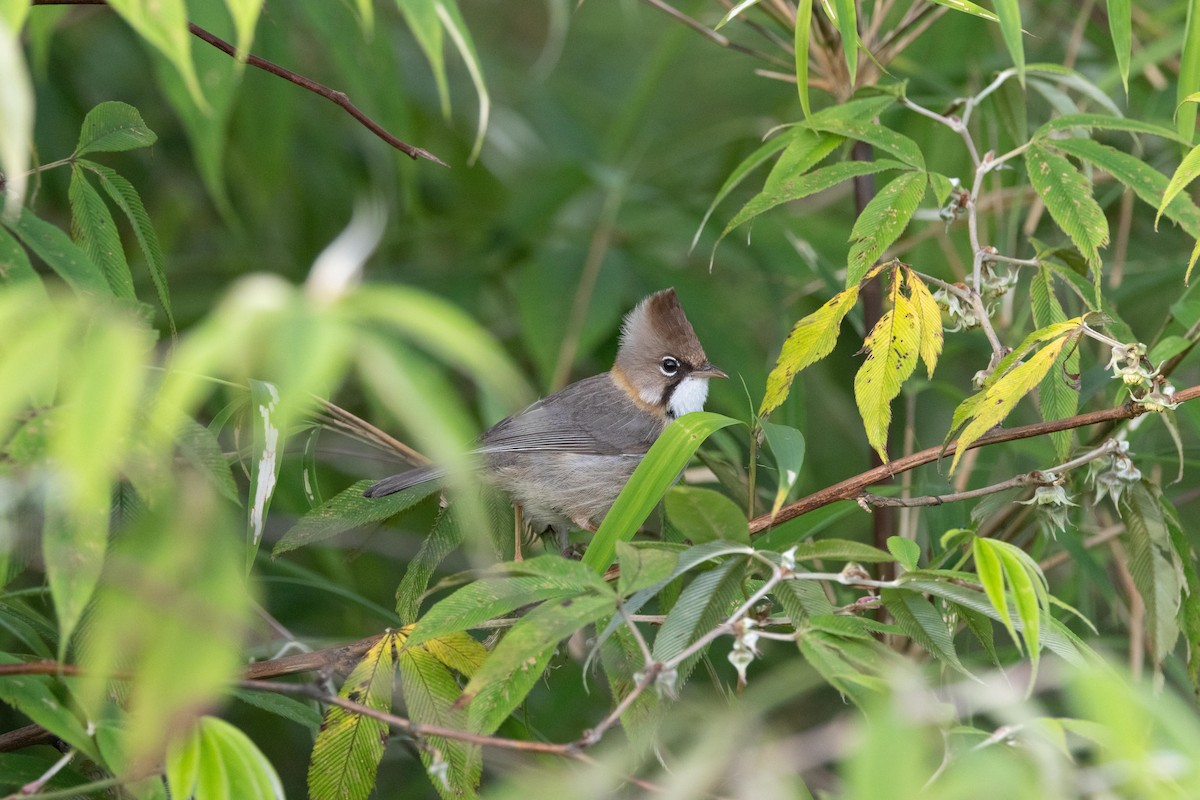 Yuhina Bigotuda - ML639205570