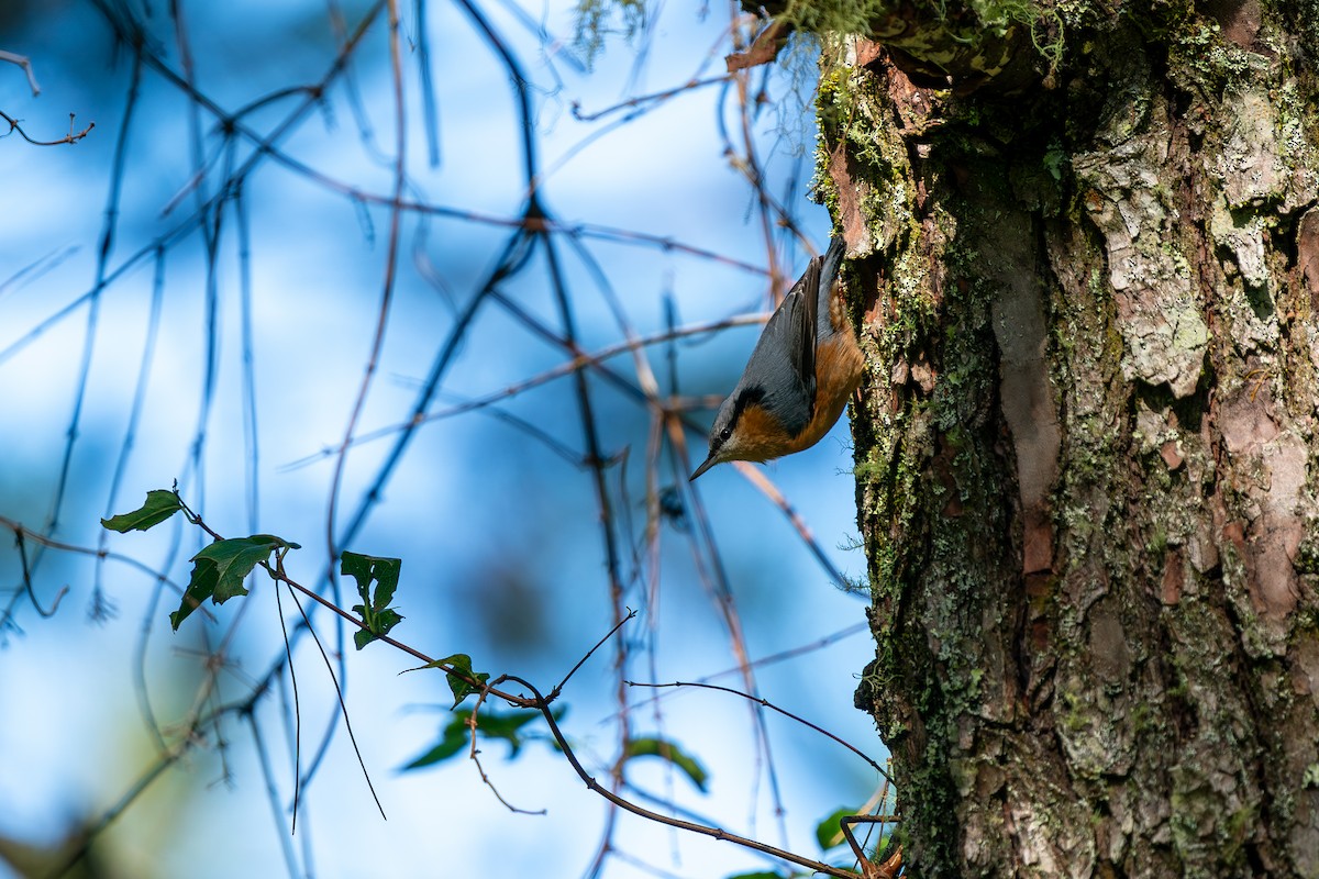 Garrapo eurasiarra (sinensis/formosana) - ML639205575