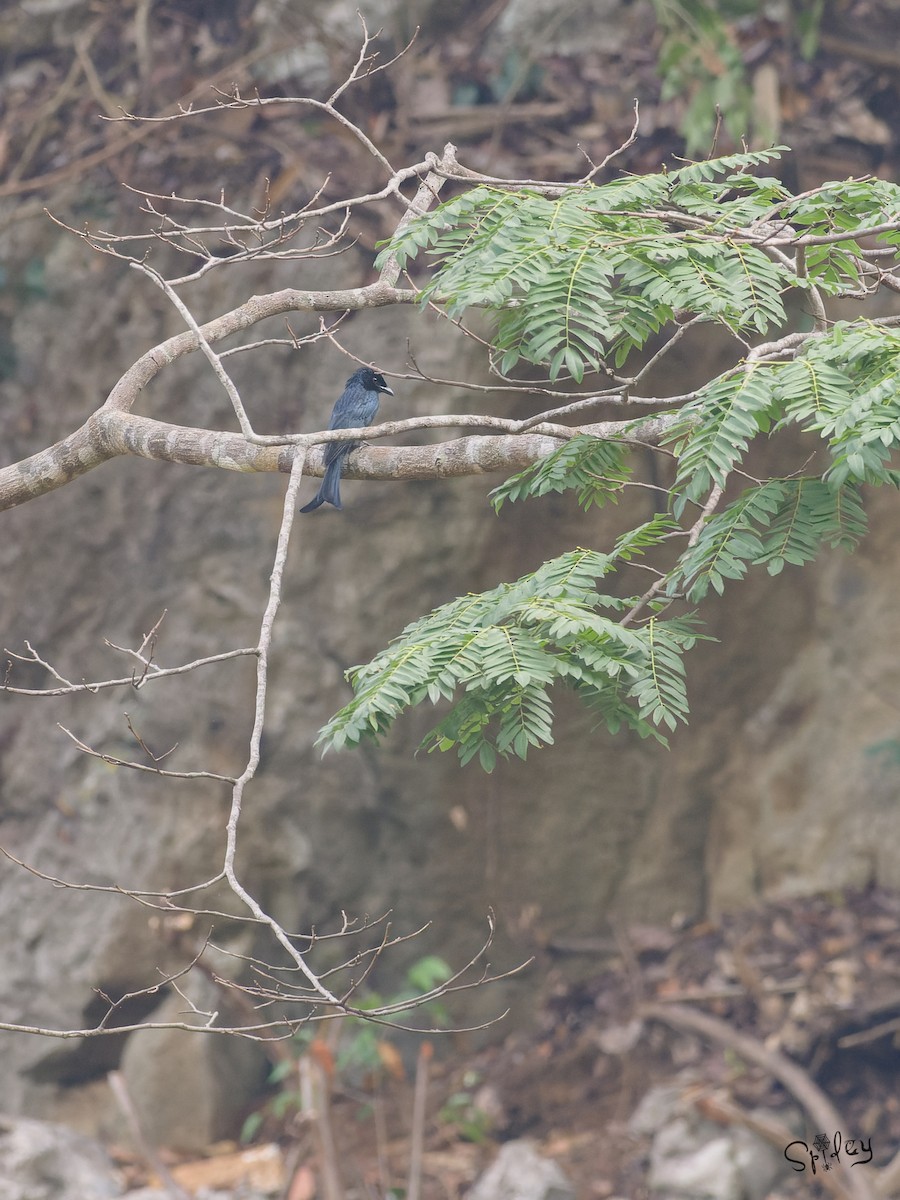 Crow-billed Drongo - ML639205599