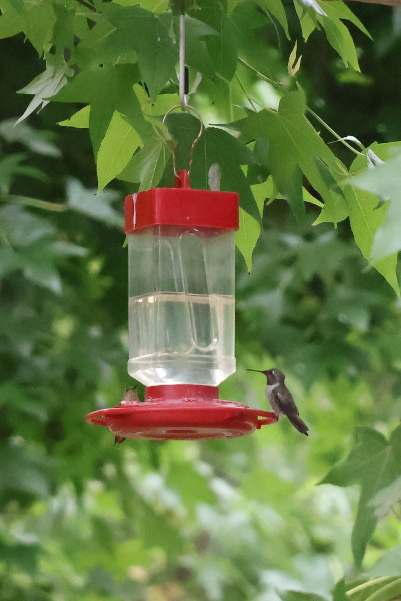 Colibrí Gorjinegro - ML639205661