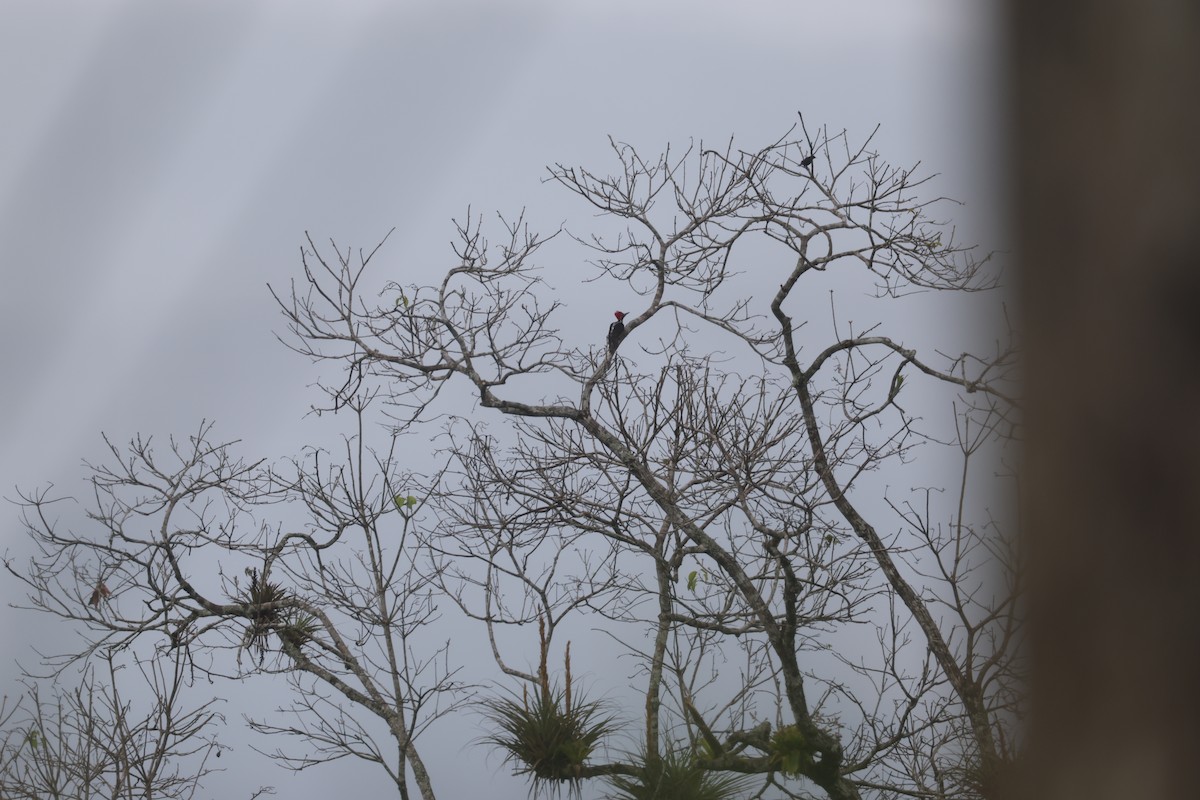 Guayaquil Woodpecker - ML639205676