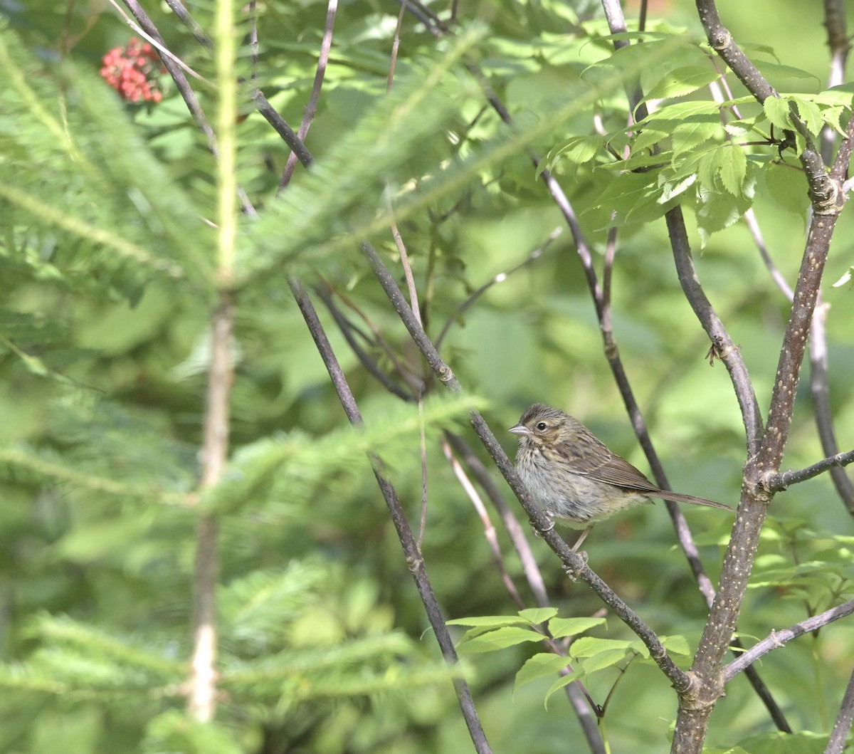 Song Sparrow - ML639205718