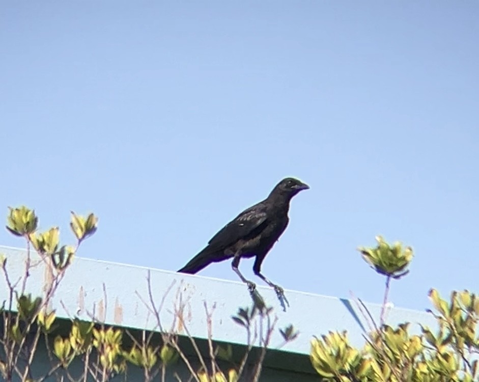 American Crow - ML639205732