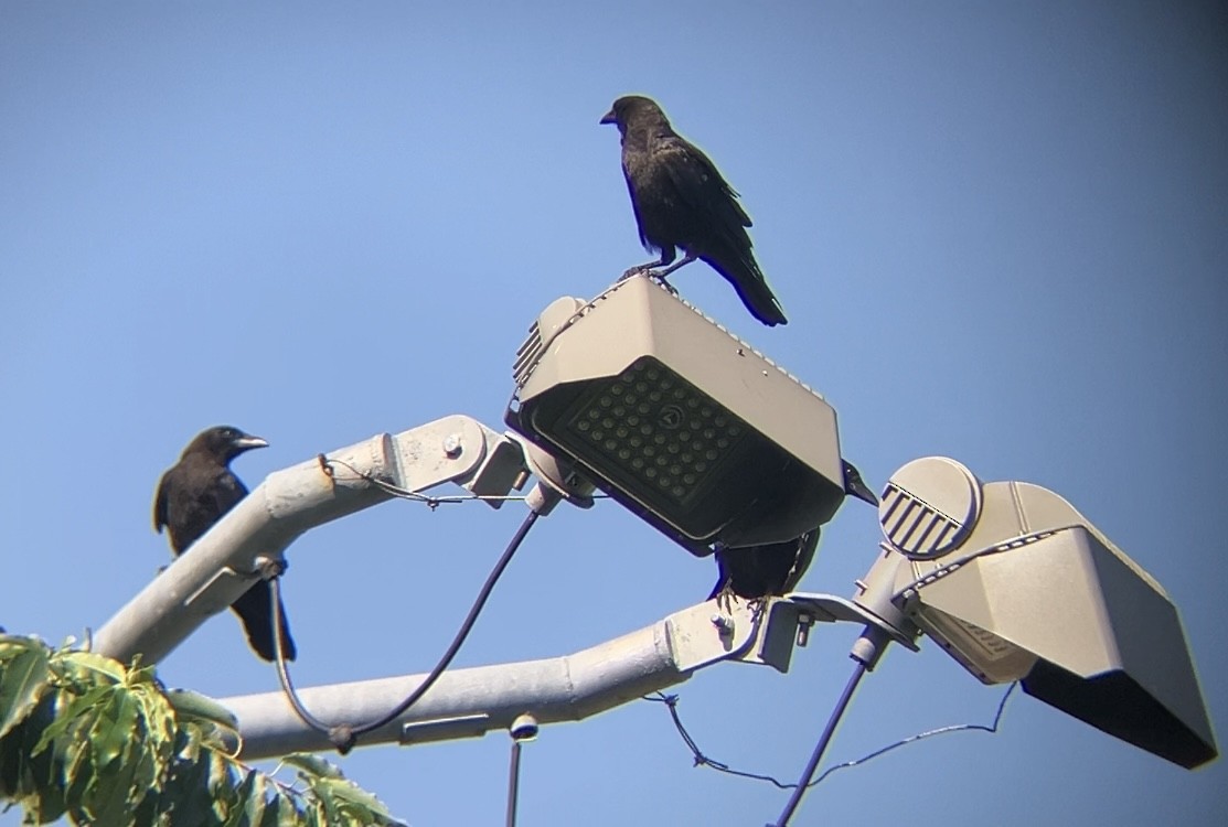American Crow - ML639205733