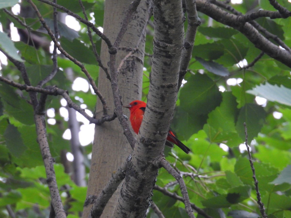 Scarlet Tanager - ML639205741
