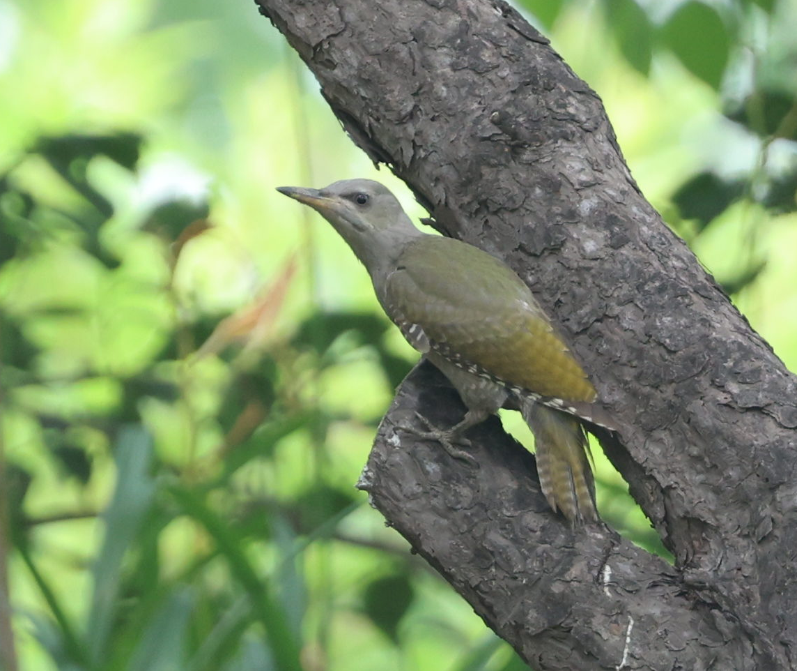 Gray-headed Woodpecker - ML639205744