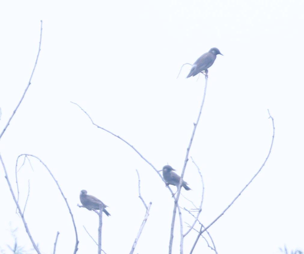 White-cheeked Starling - ML639205755