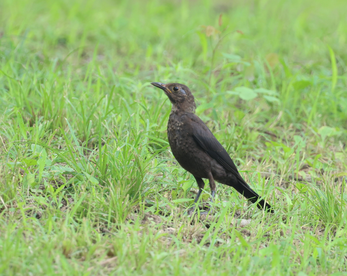 Chinese Blackbird - ML639205763