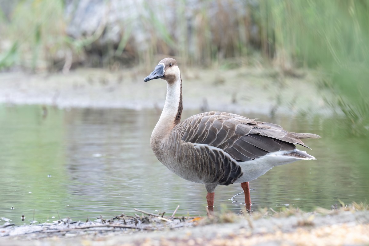 Swan Goose - ML639205785