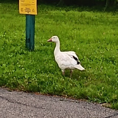 Snow Goose - ML639205805