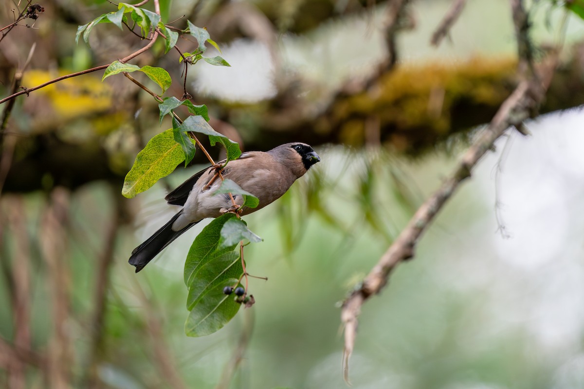 Taiwan Bullfinch - ML639205826