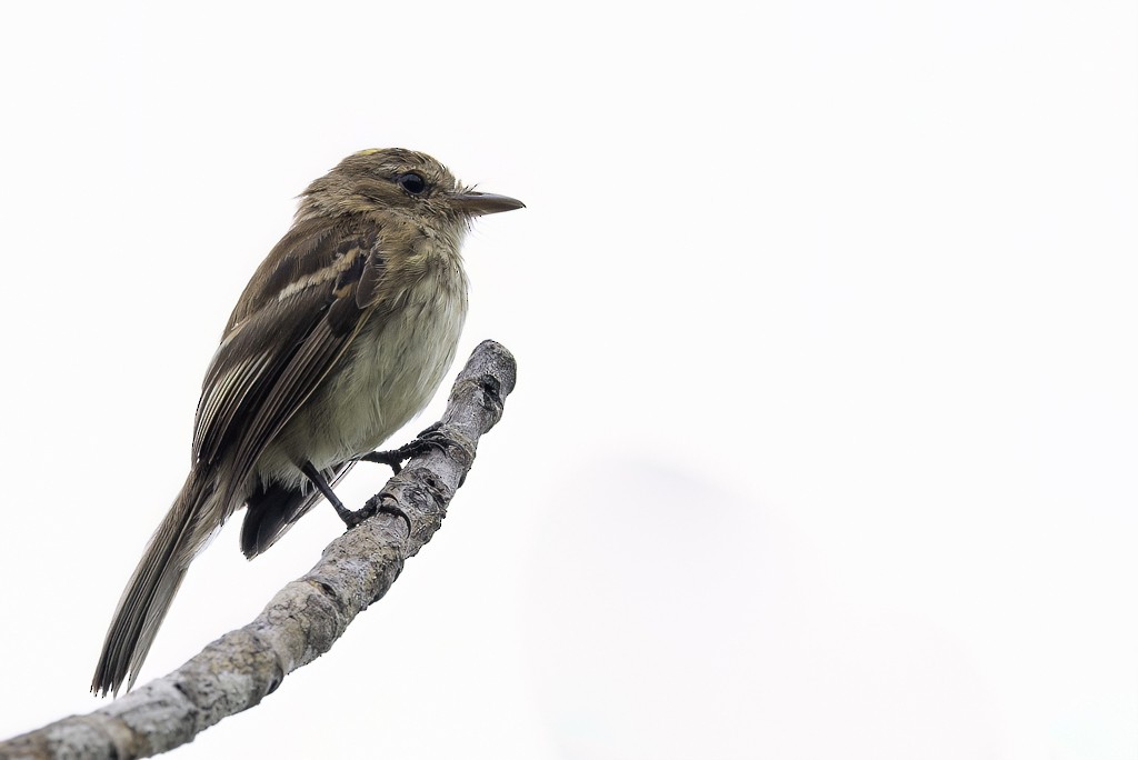 Bran-colored Flycatcher - ML639205830