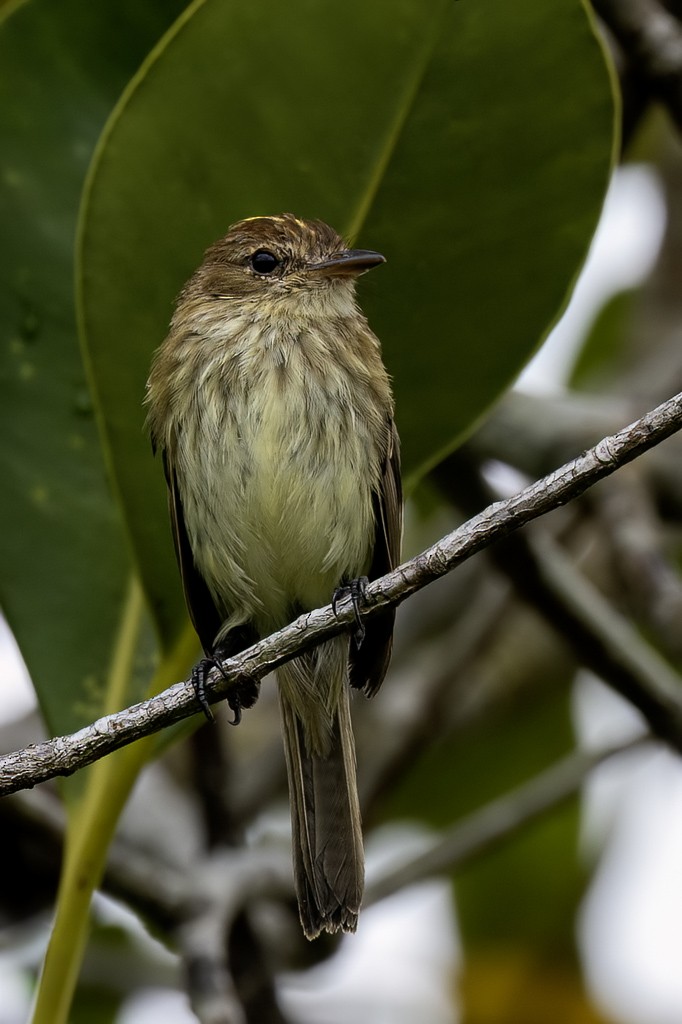 Bran-colored Flycatcher - ML639205831