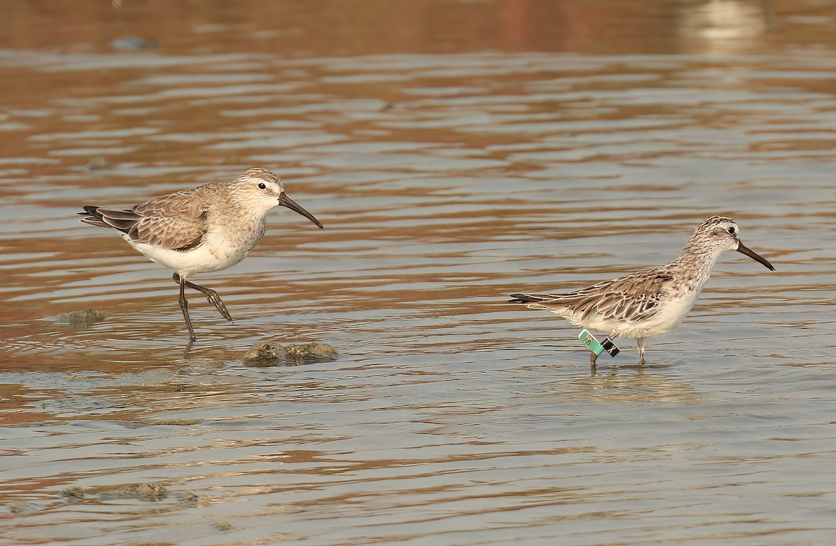 Broad-billed Sandpiper - ML639205846