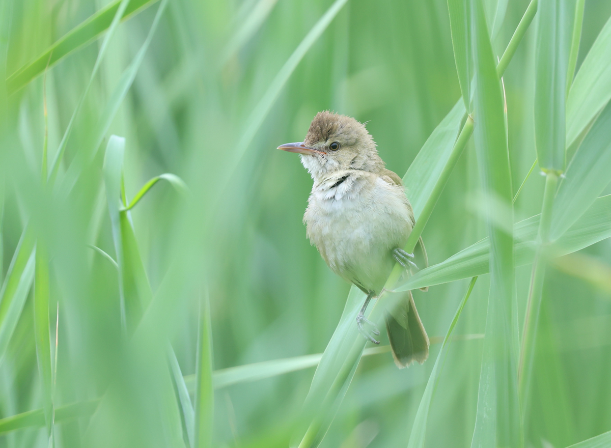Oriental Reed Warbler - ML639205883