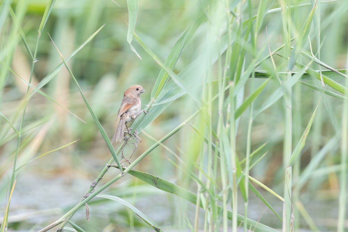 Vinous-throated Parrotbill - ML639205897