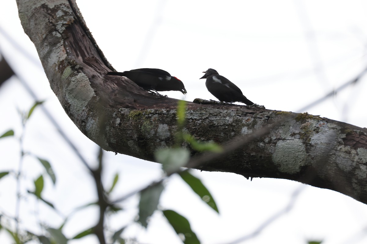 Scarlet-browed Tanager - ML639205910