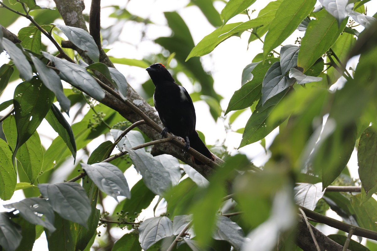 Scarlet-browed Tanager - ML639205911