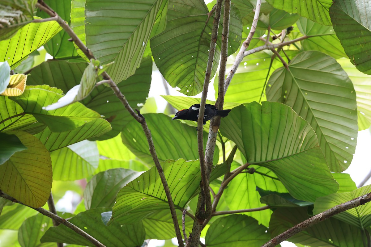 Scarlet-browed Tanager - ML639205913