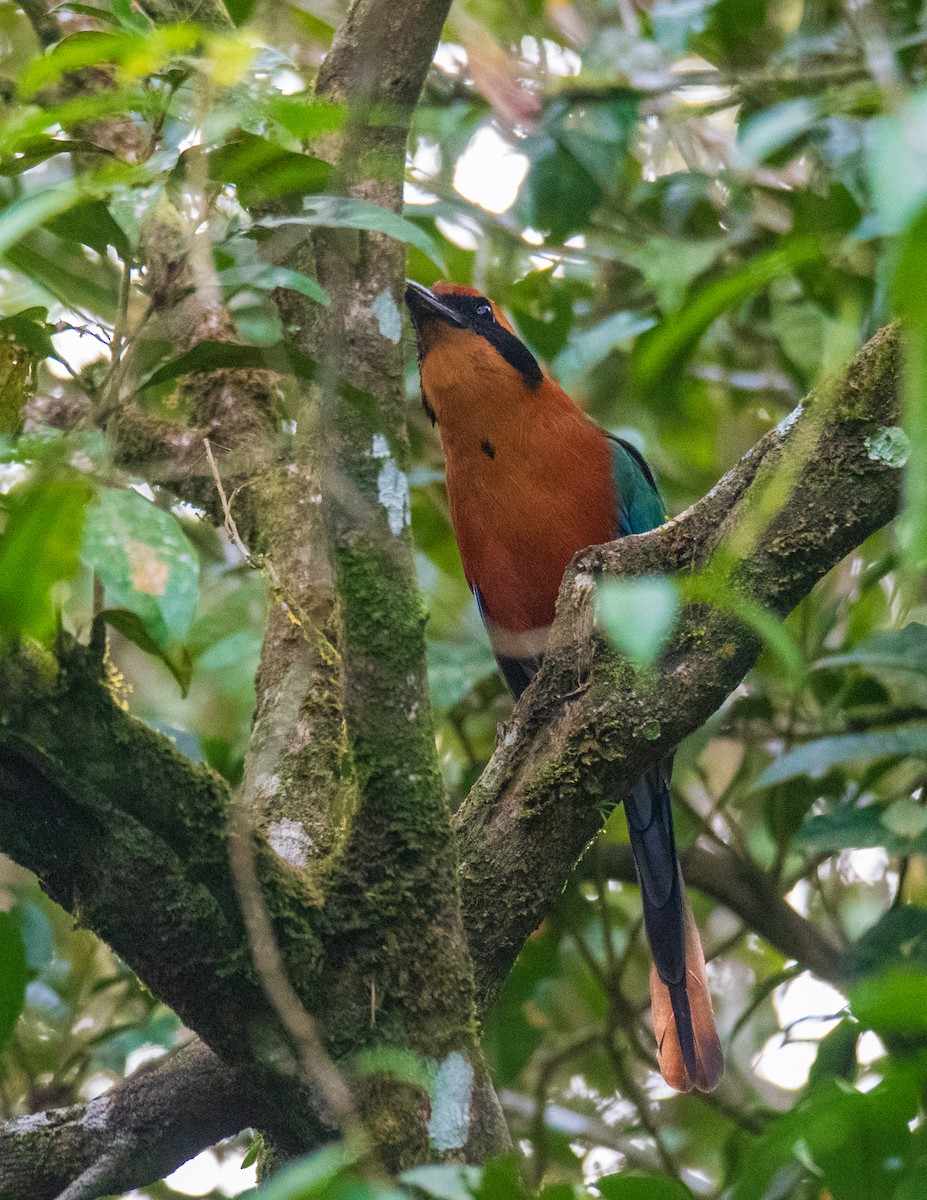 Rufous Motmot - ML639205941