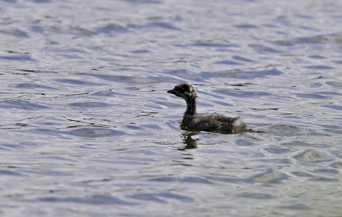 Pied-billed Grebe - ML639205957