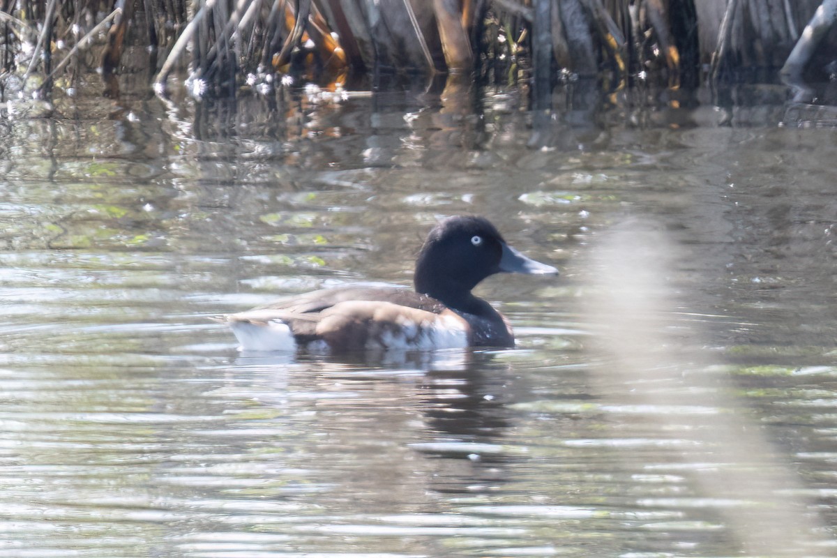 Baer's Pochard - ML639206006