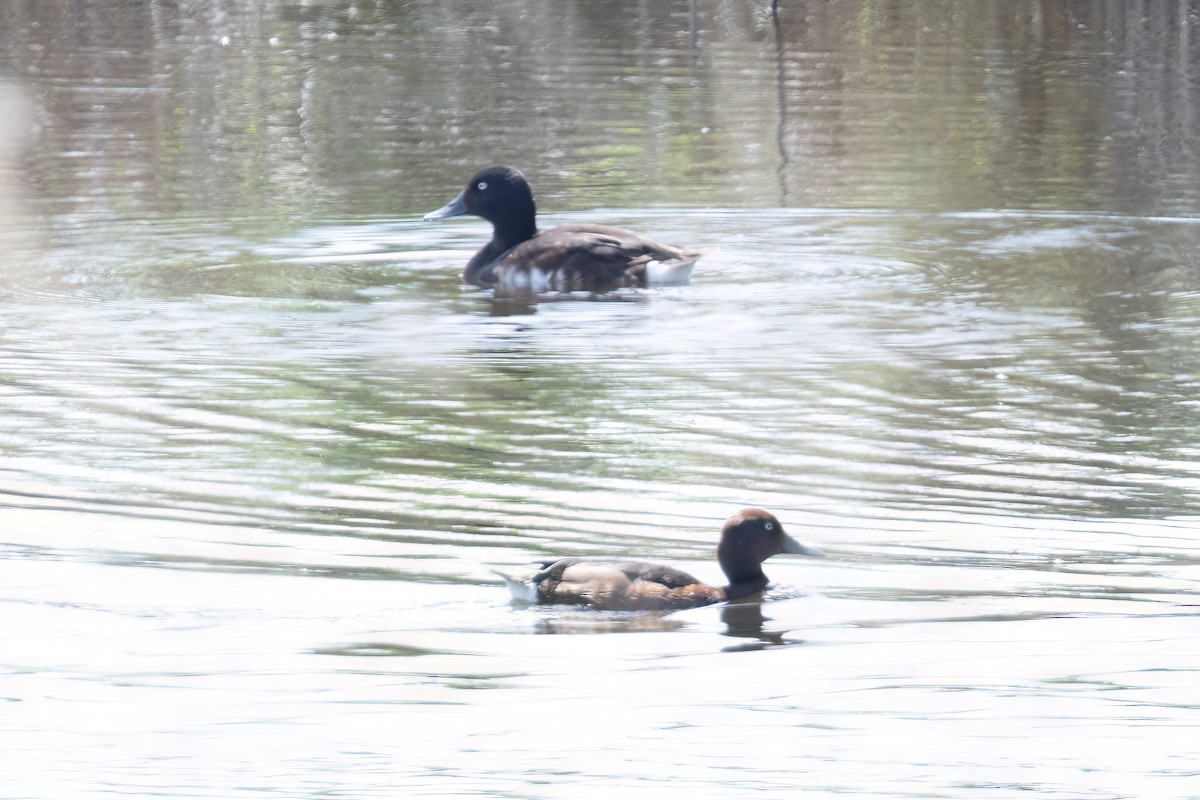Baer's Pochard - ML639206007