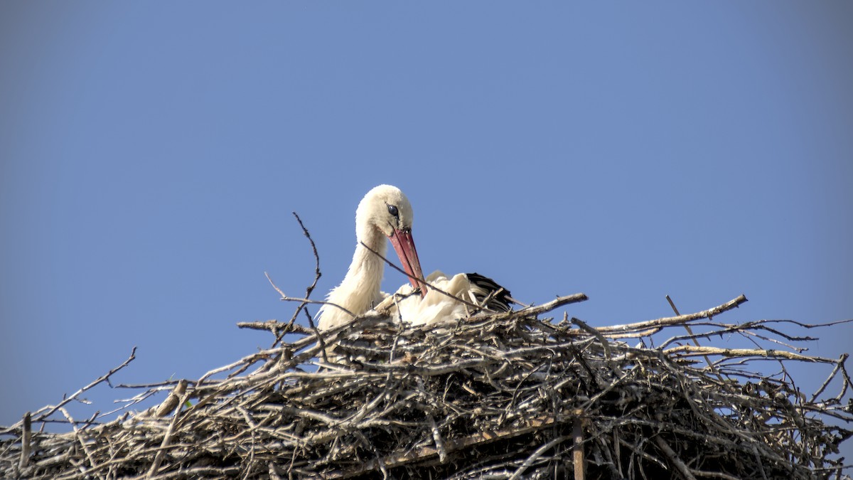 White Stork - ML639206043