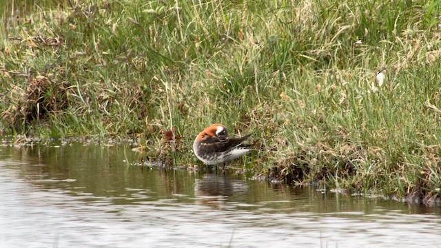 Red-necked Phalarope - ML639206044