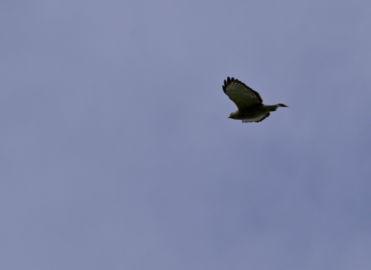 Broad-winged Hawk - ML639206064